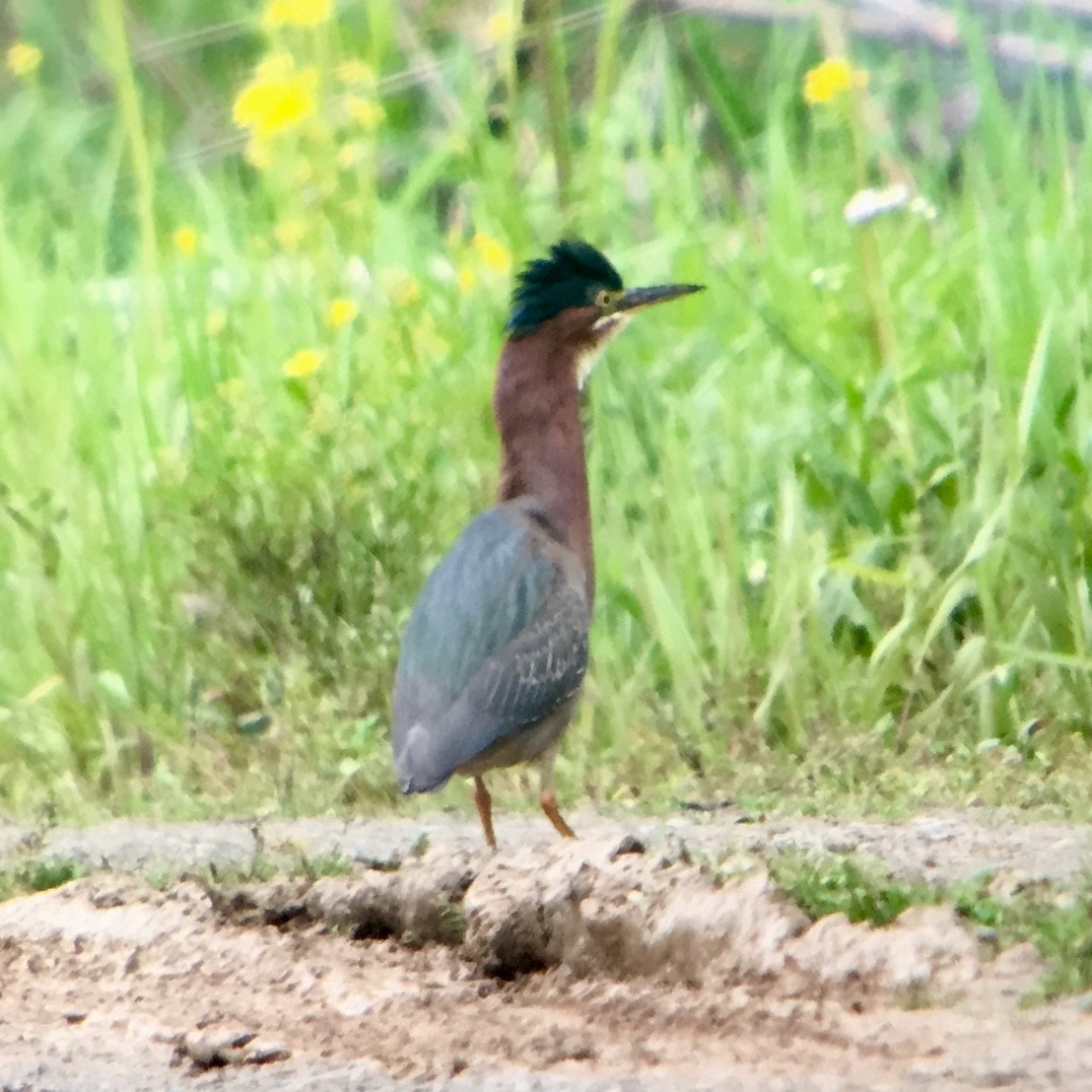 Green Heron - ML96620901