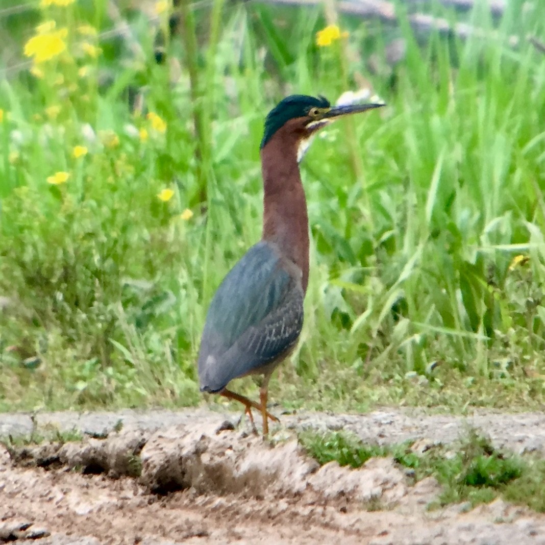 Green Heron - ML96620921
