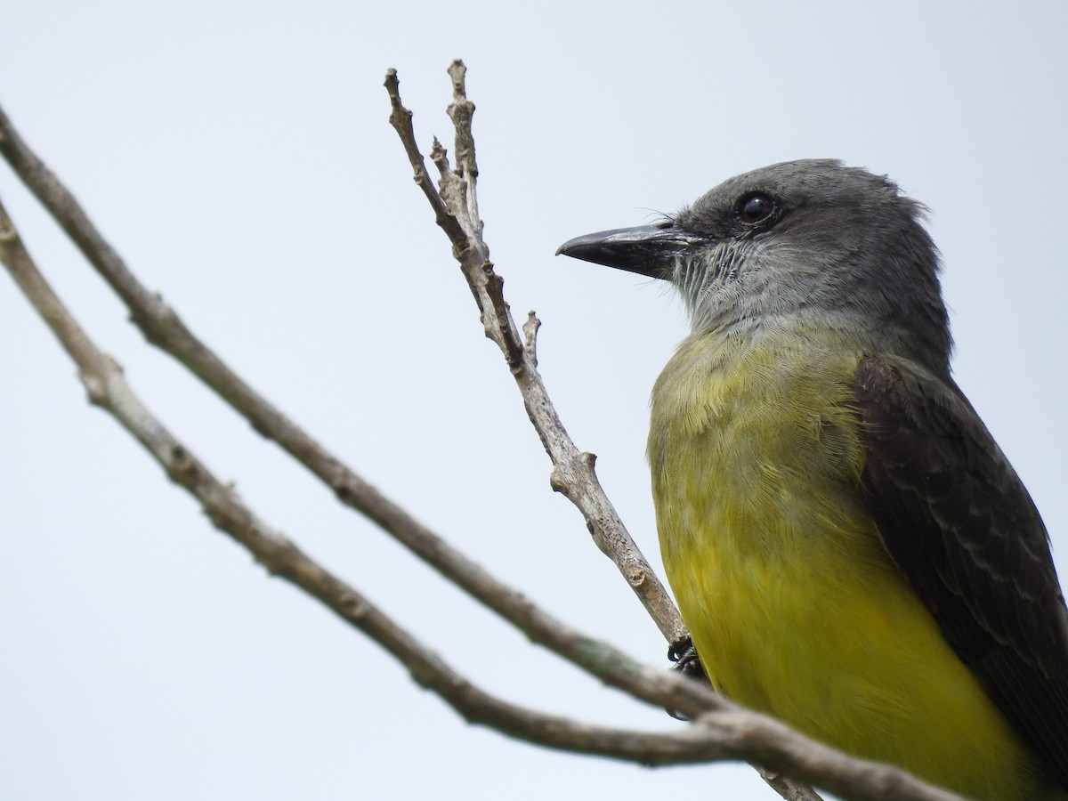 Tropical Kingbird - ML96620931