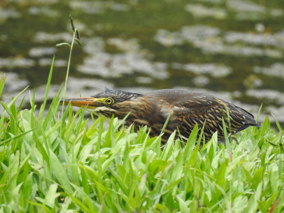 Striated Heron - ML96621041