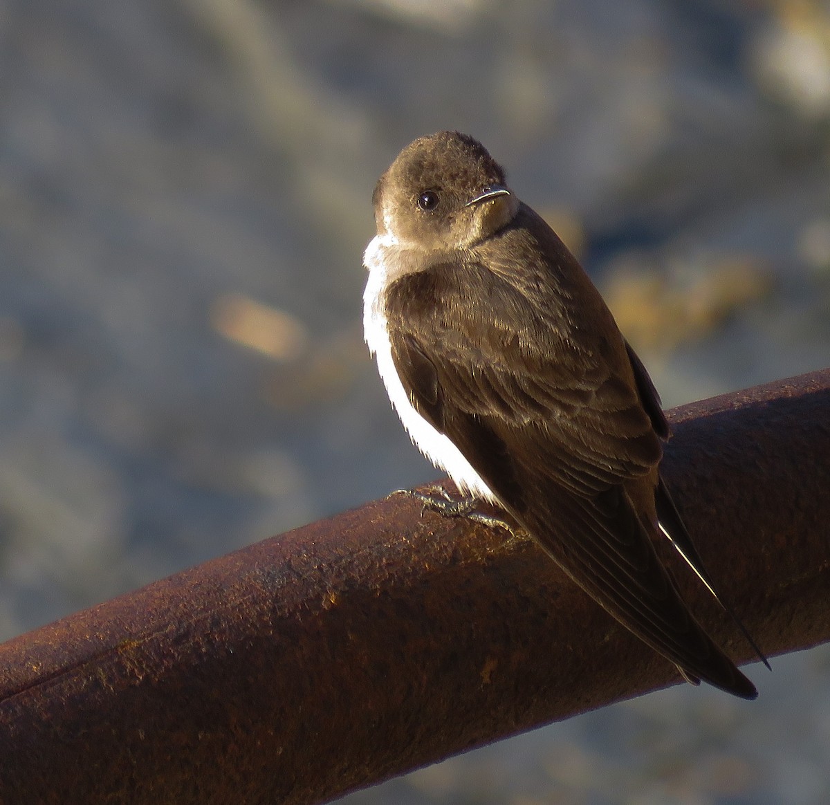 Northern Rough-winged Swallow - ML96623211