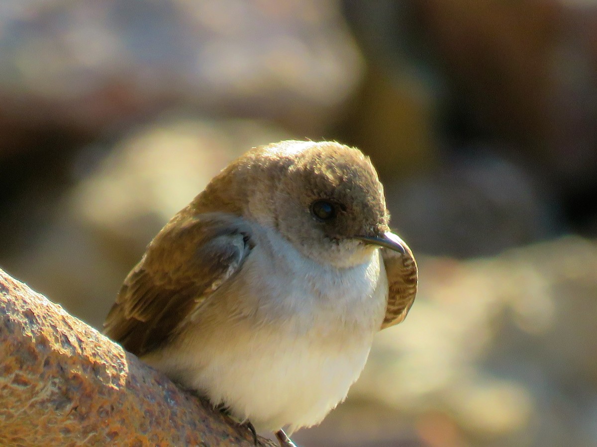 Northern Rough-winged Swallow - ML96623231