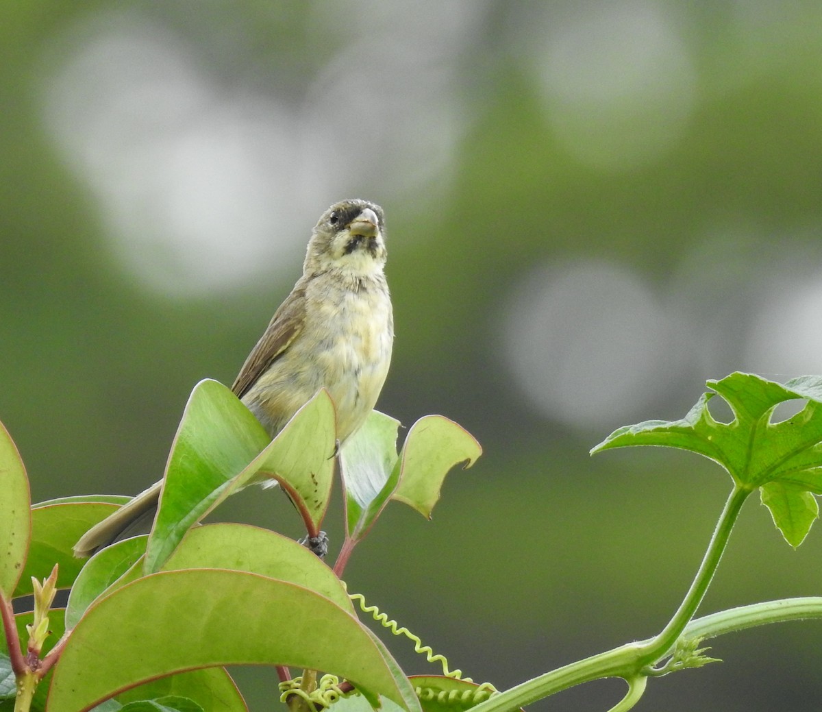 Double-collared Seedeater - ML96624161