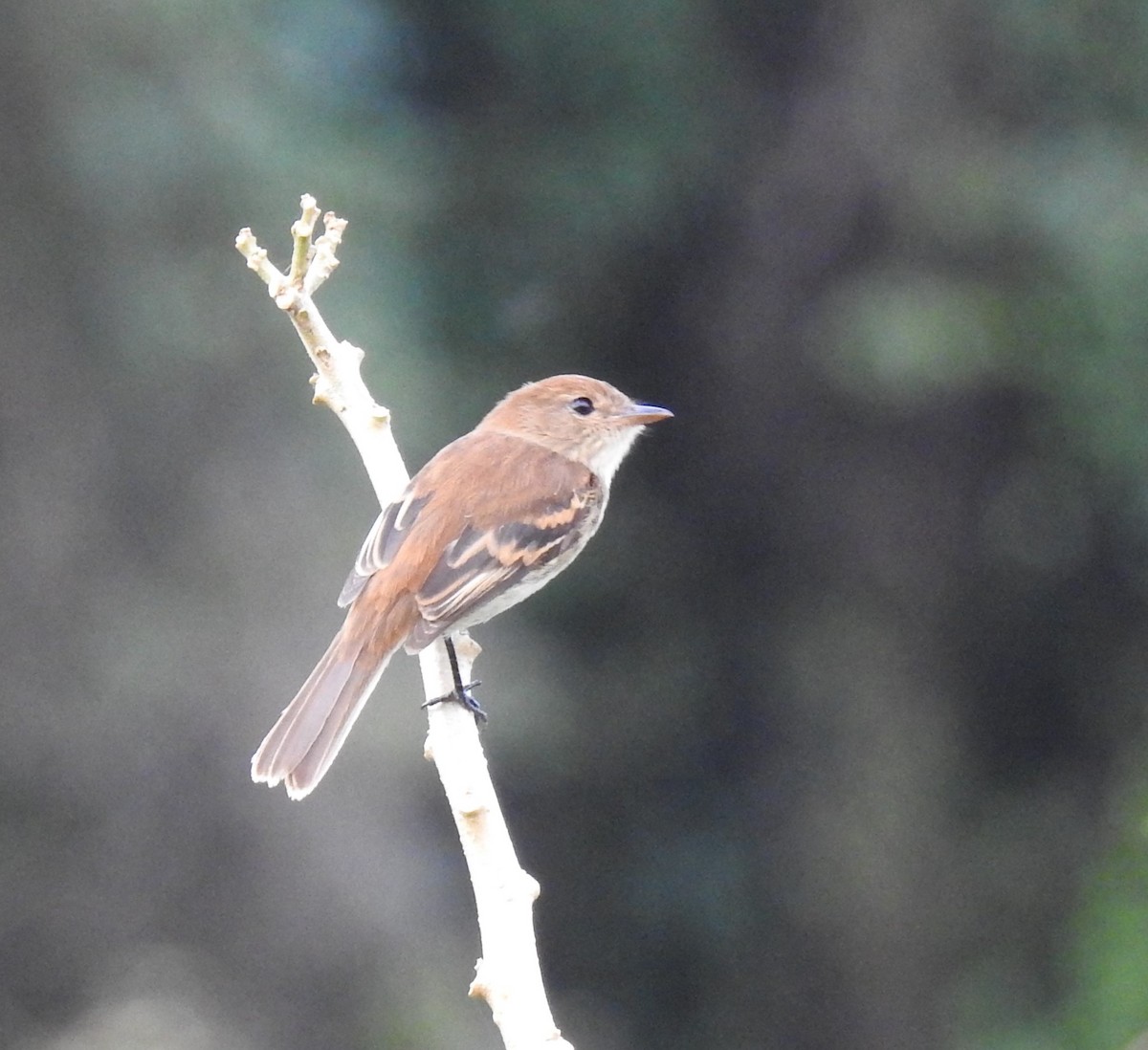 Euler's Flycatcher - ML96624241