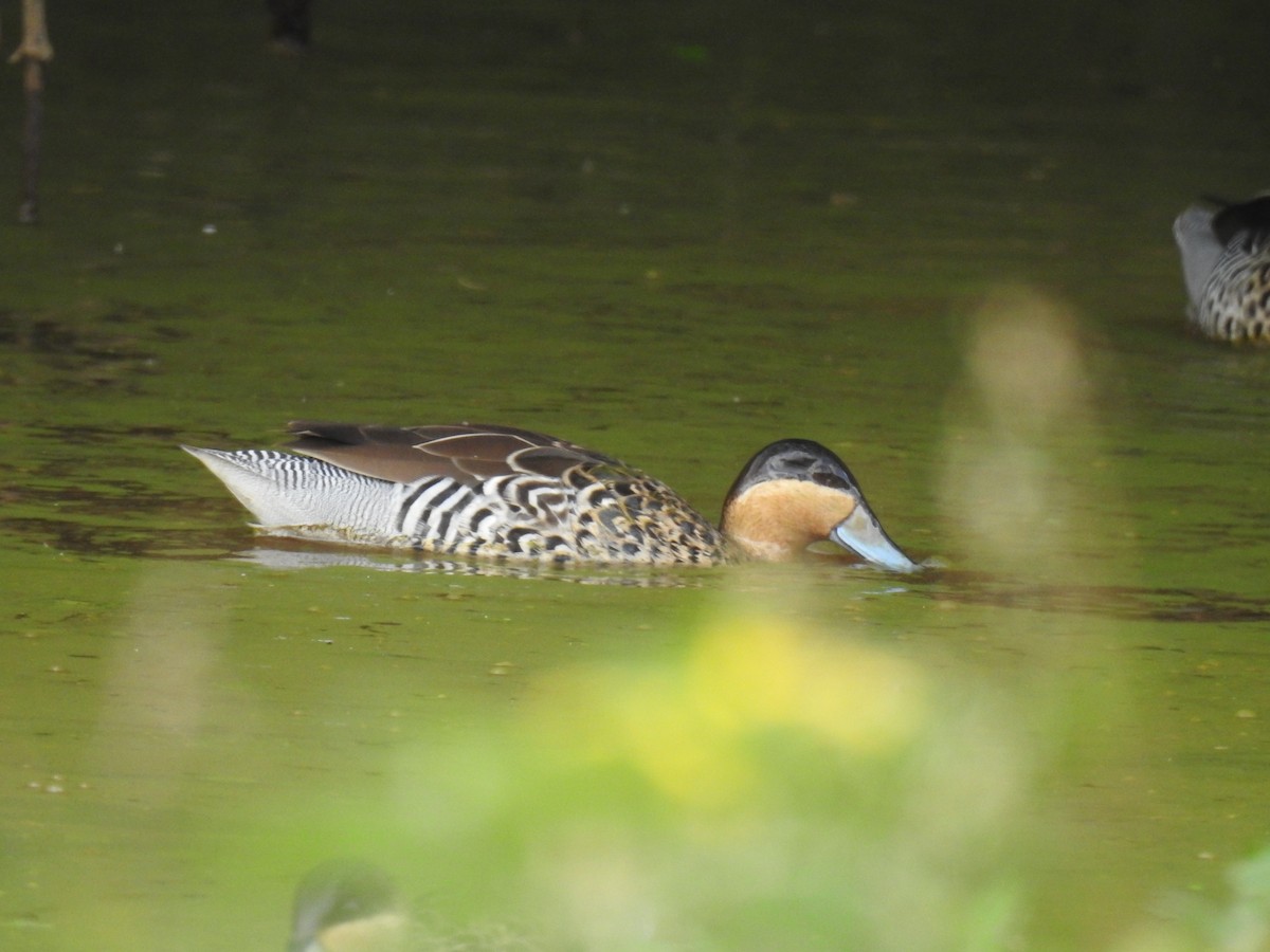 Silver Teal - Ana Paula Alminhana Maciel