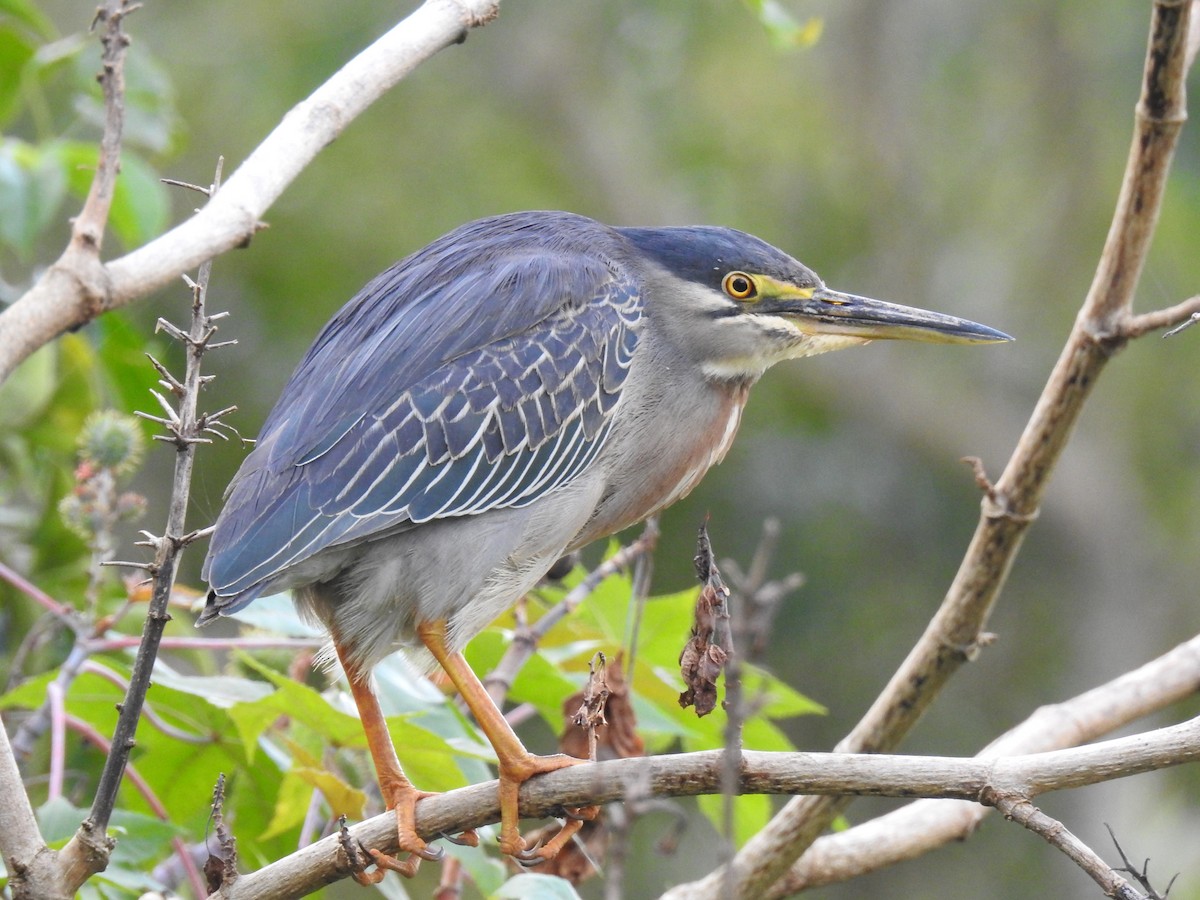 Striated Heron - ML96624561