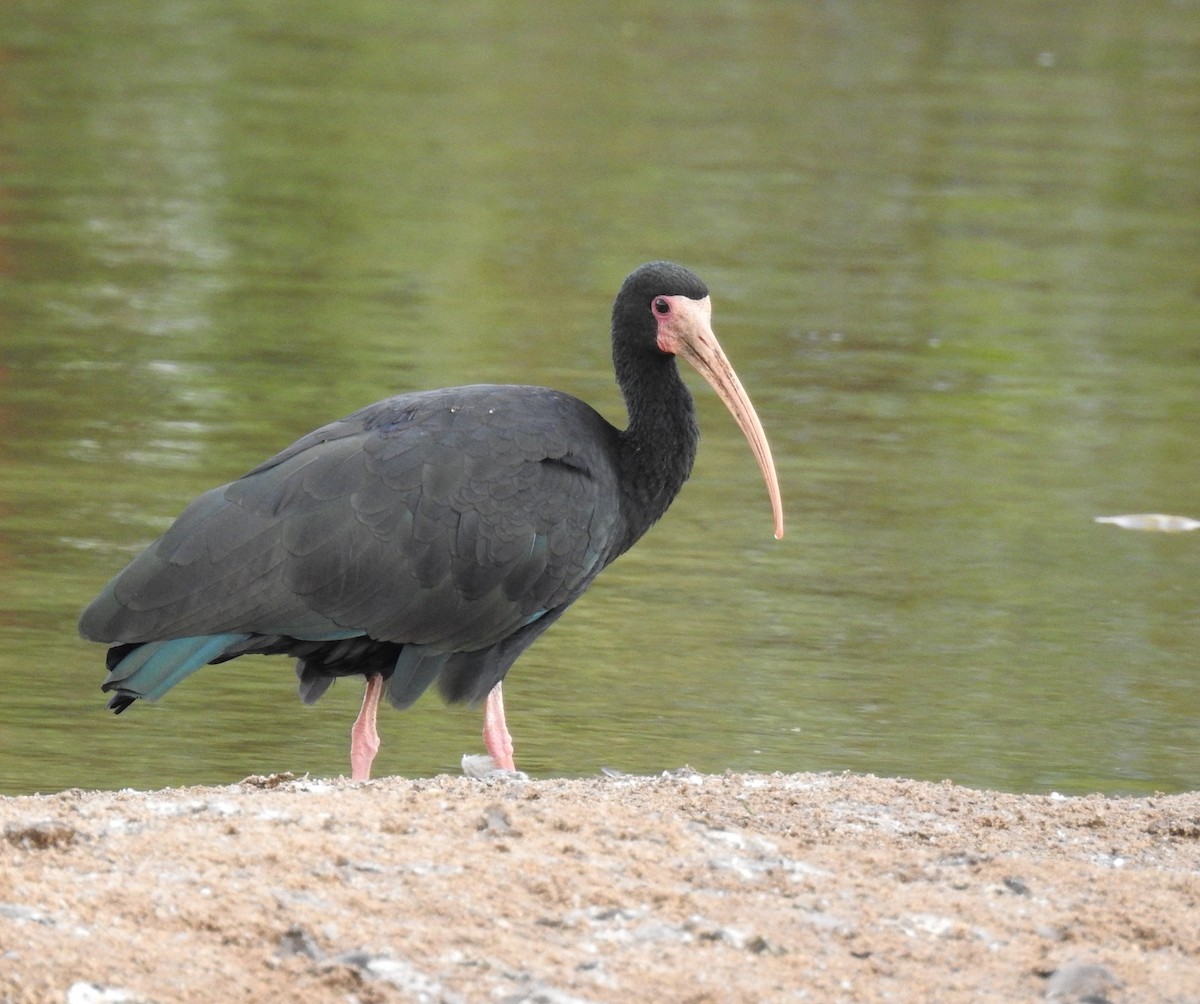 rødmaskeibis - ML96624571