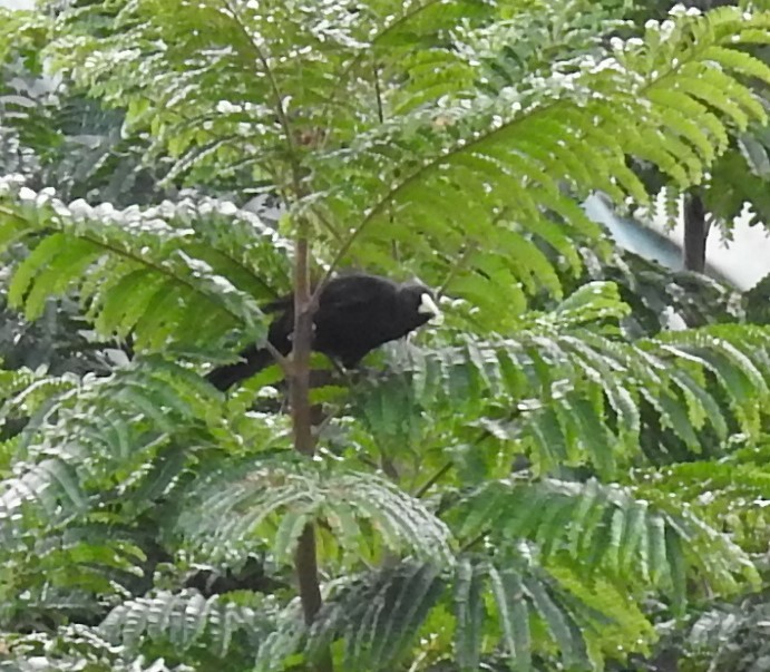 Red-rumped Cacique - ML96626451