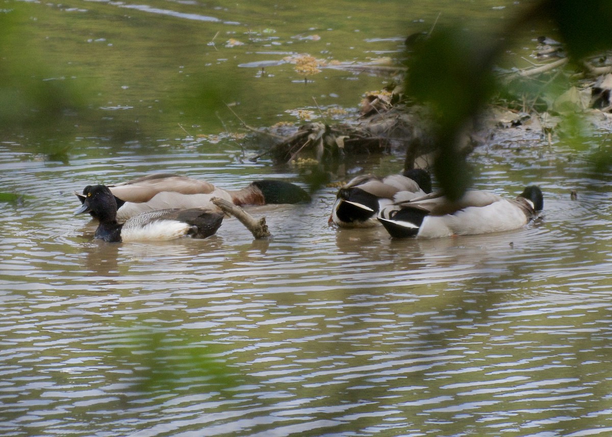 Lesser Scaup - ML96626481