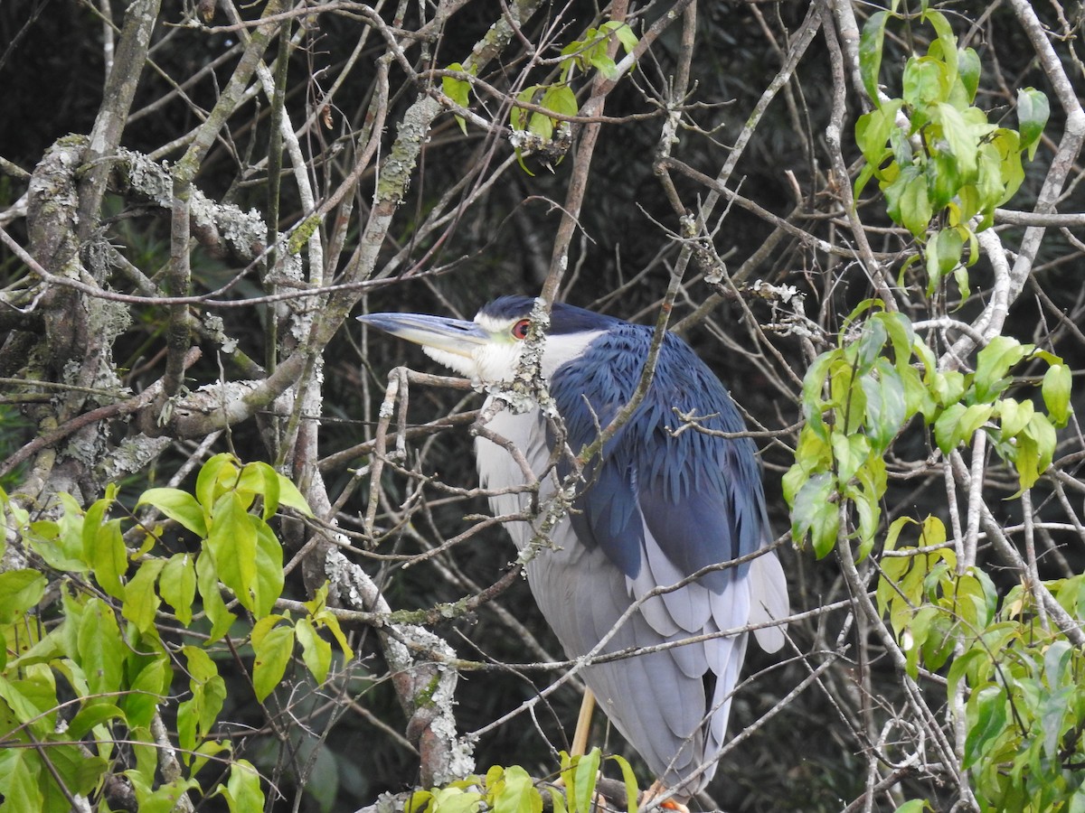 Black-crowned Night Heron - ML96626771