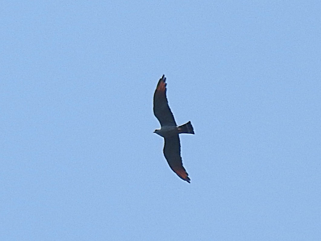 Plumbeous Kite - ML96629761