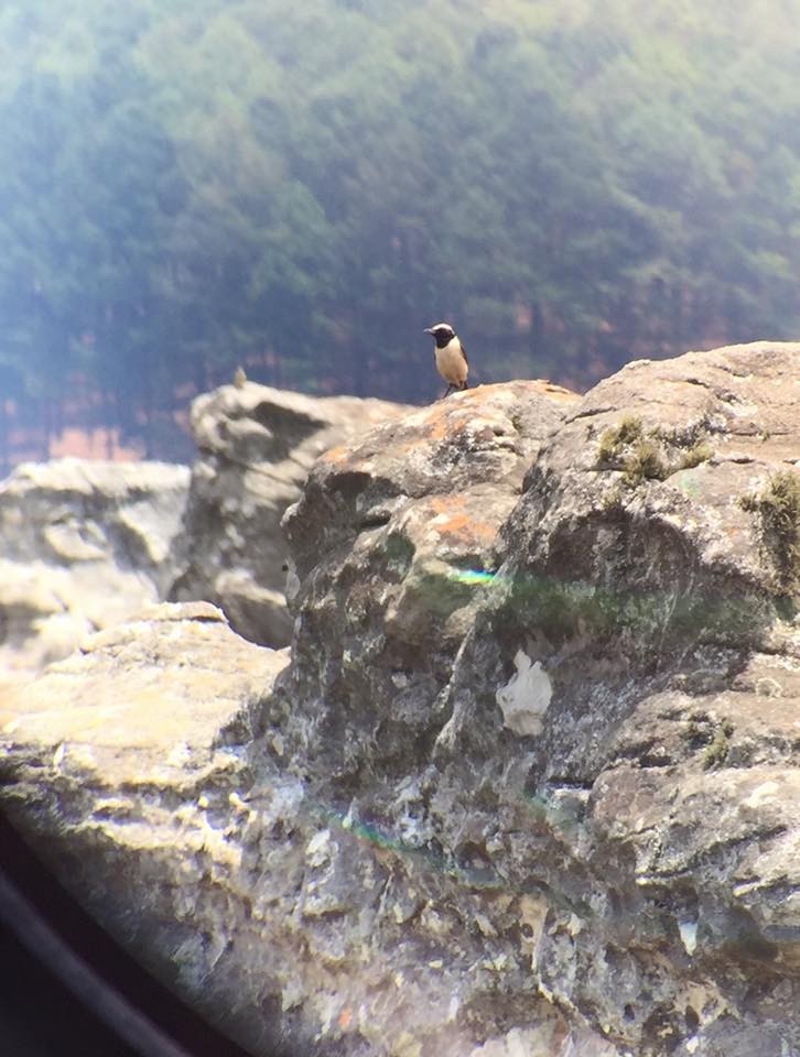 Buff-streaked Chat - ML96632421