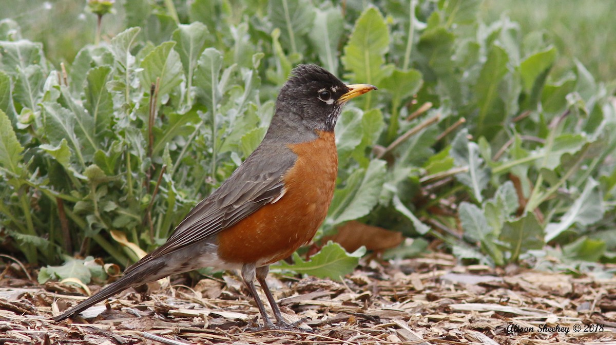 American Robin - ML96632471