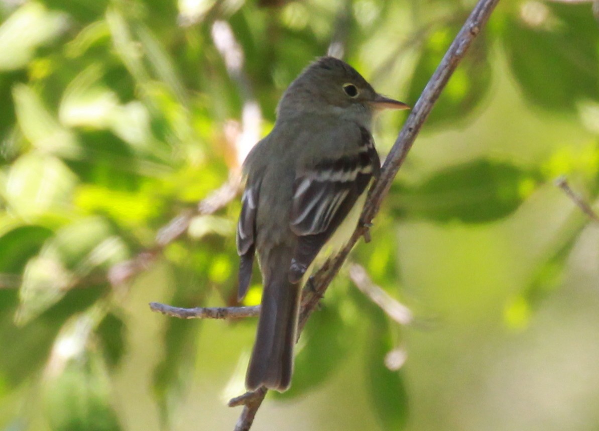 Acadian Flycatcher - ML96633101