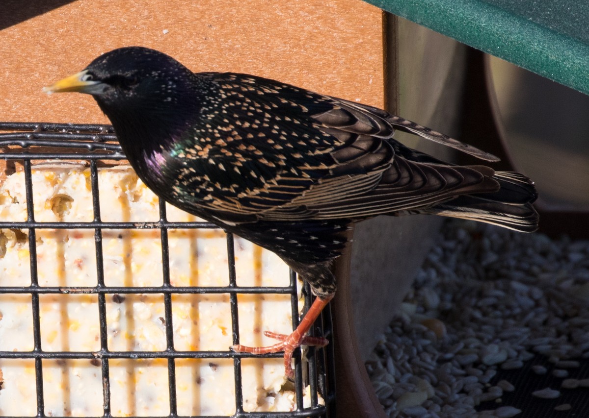 European Starling - ML96633451