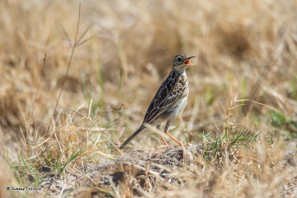 Yellowish Pipit - Luis Prevedel