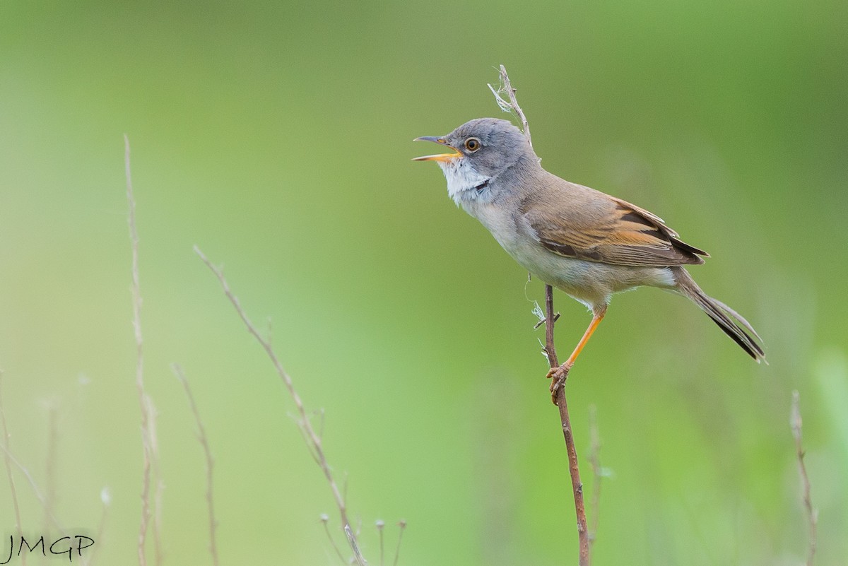 Greater Whitethroat - Anonymous