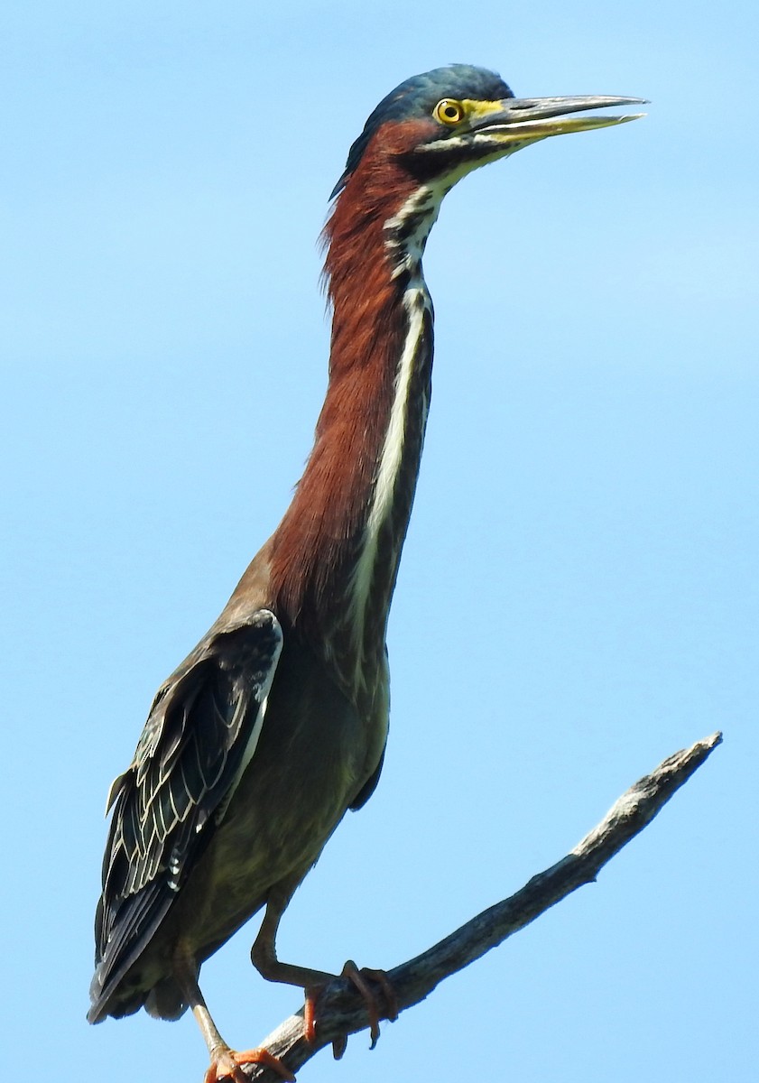 Green Heron - ML96634441