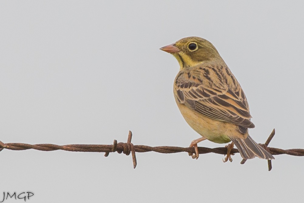 Ortolan Bunting - ML96634561