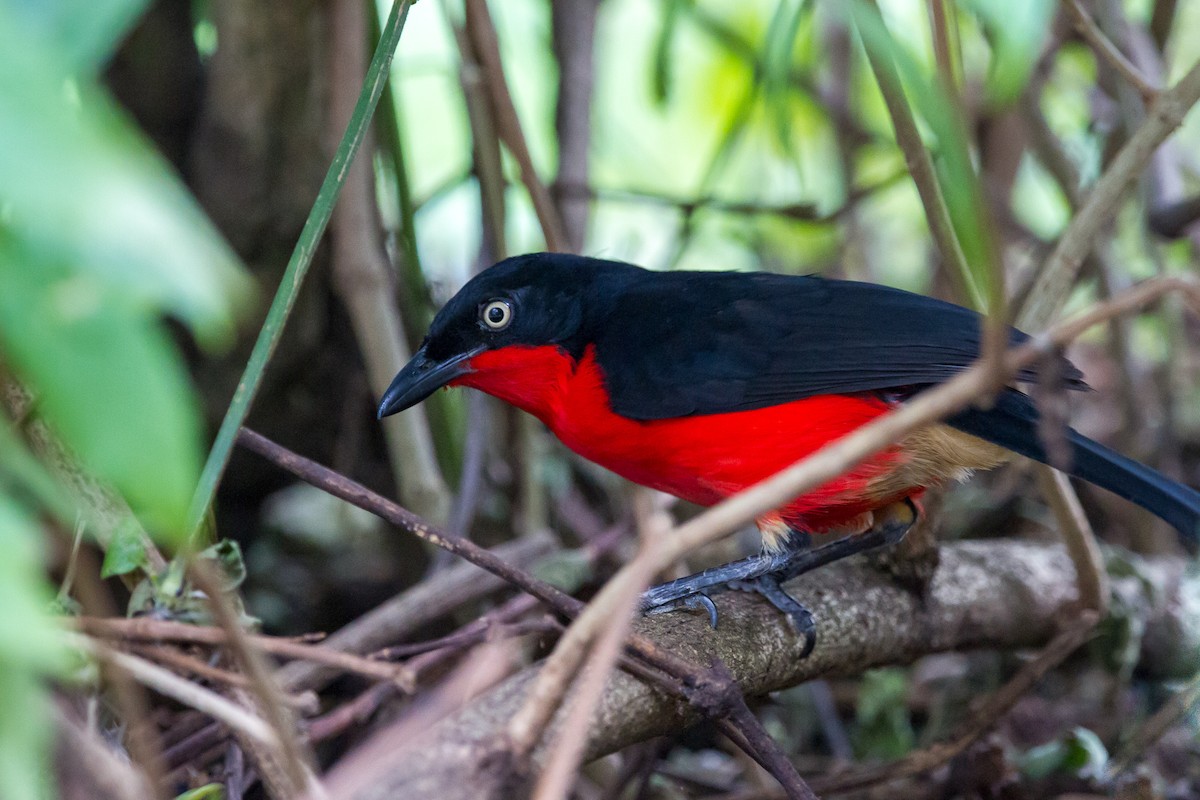 Black-headed Gonolek - Louis Bevier