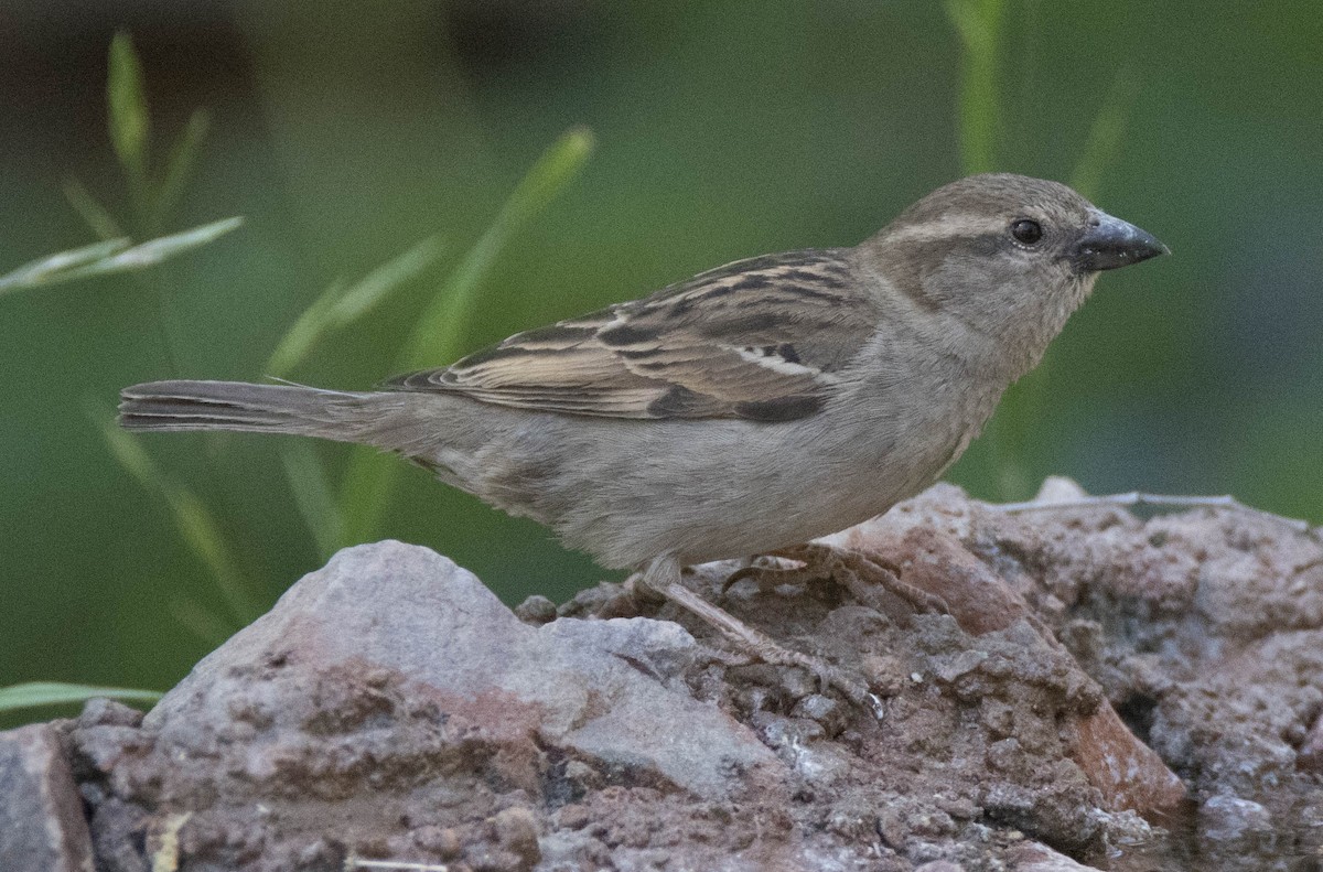 House Sparrow - ML96636291