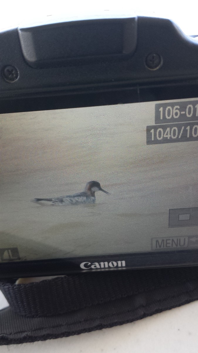 Red-necked Phalarope - ML96636951