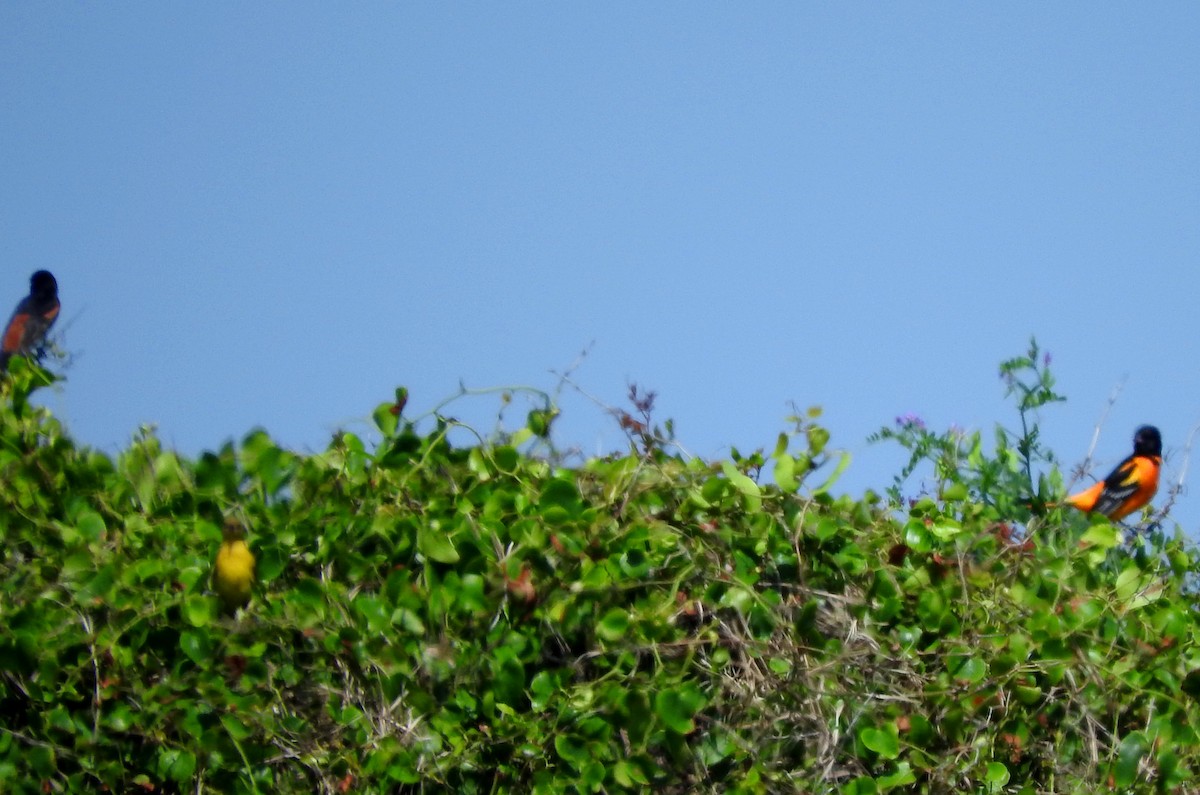 Orchard Oriole - Eric Haskell