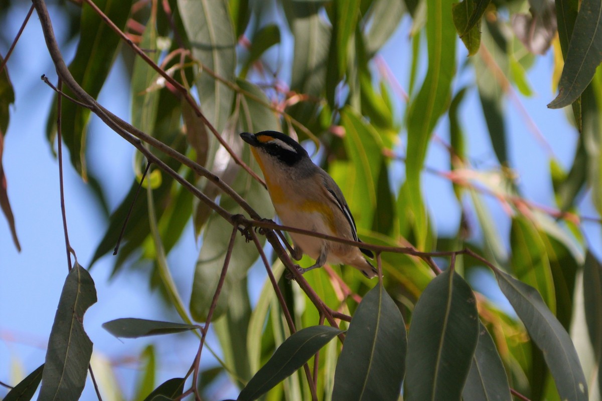 Striated Pardalote - ML96643361