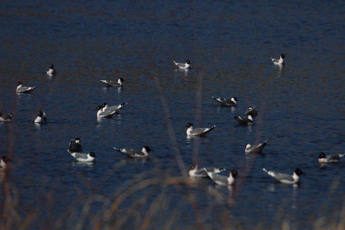 Franklin's Gull - ML96643611