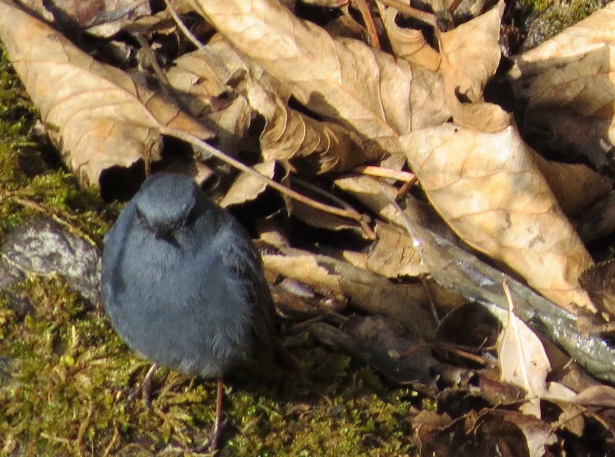 Plumbeous Redstart - ML96644541