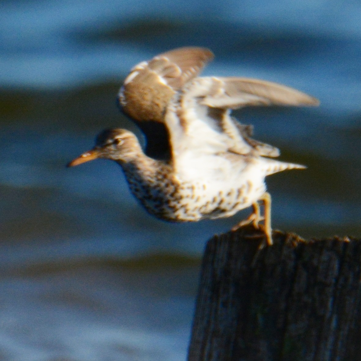 Spotted Sandpiper - Vicky McErlean🐦