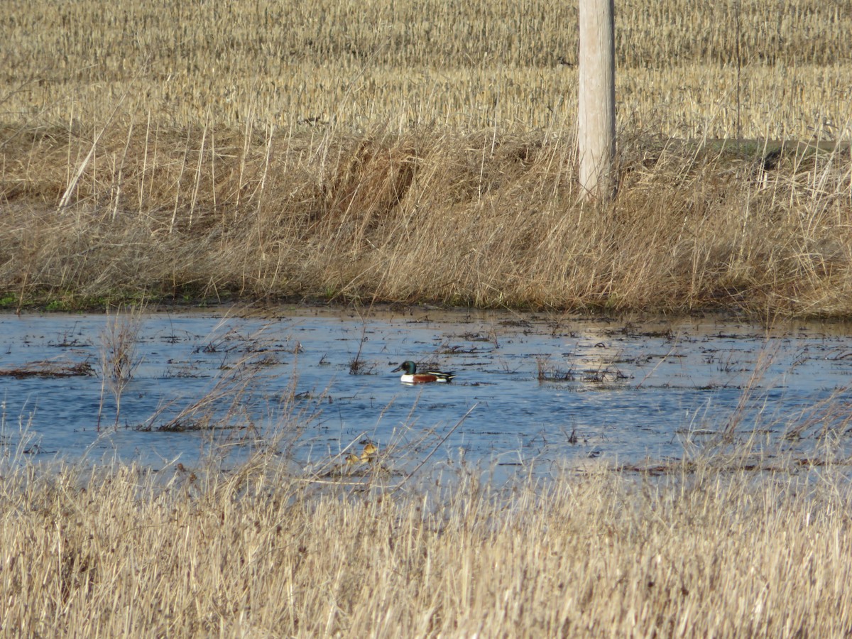 Northern Shoveler - ML96649361