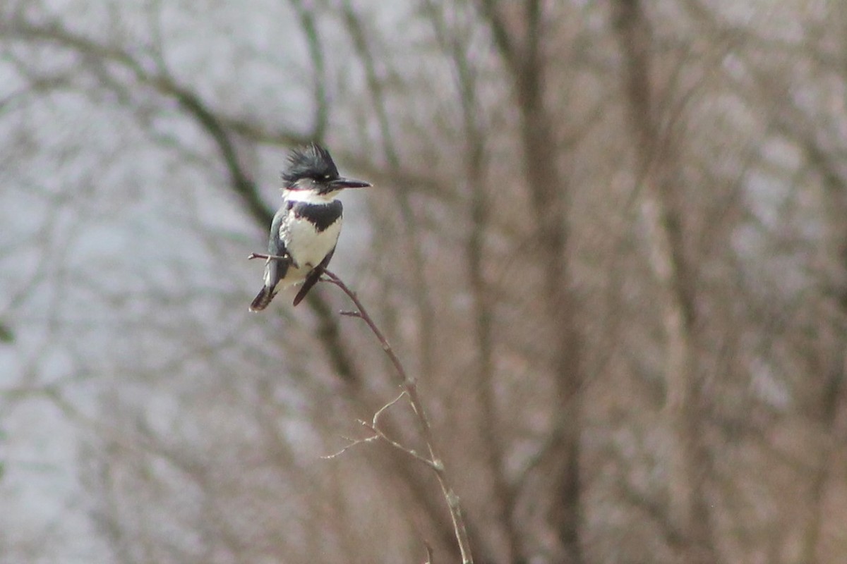 Belted Kingfisher - Alex Plamondon