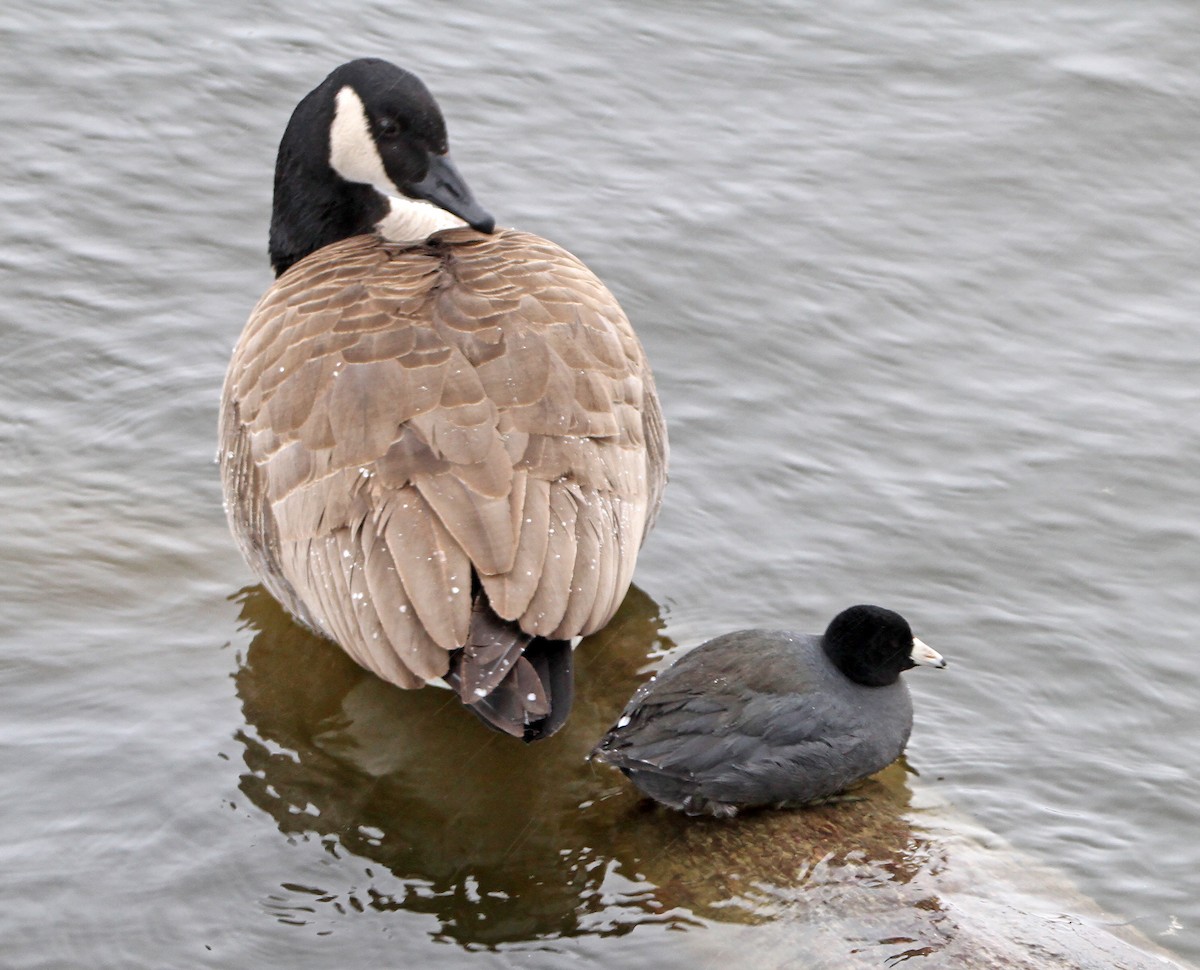 American Coot - Elizabeth Winter