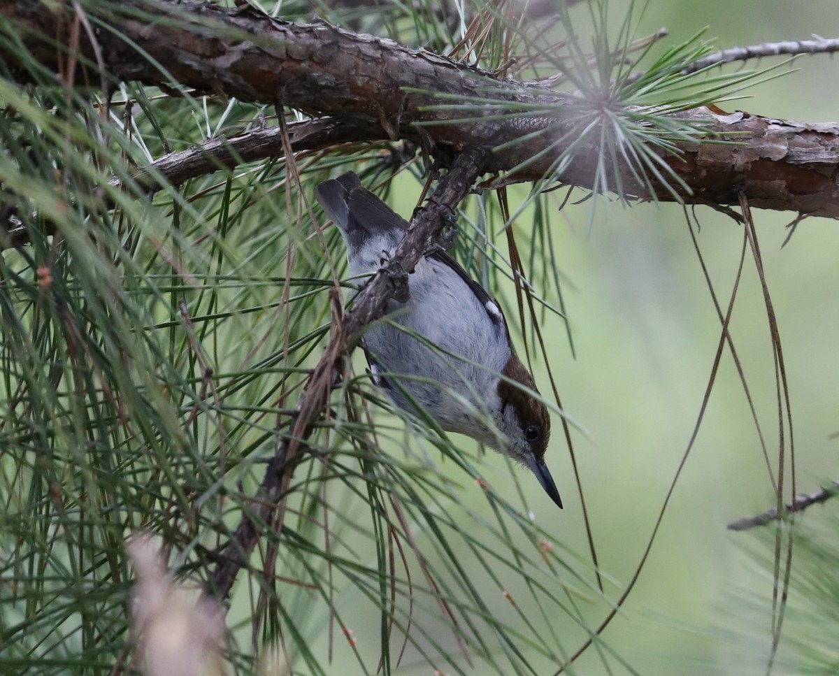 Brown-headed Nuthatch - ML96651641