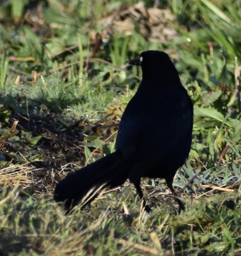 Great-tailed Grackle - ML96653141