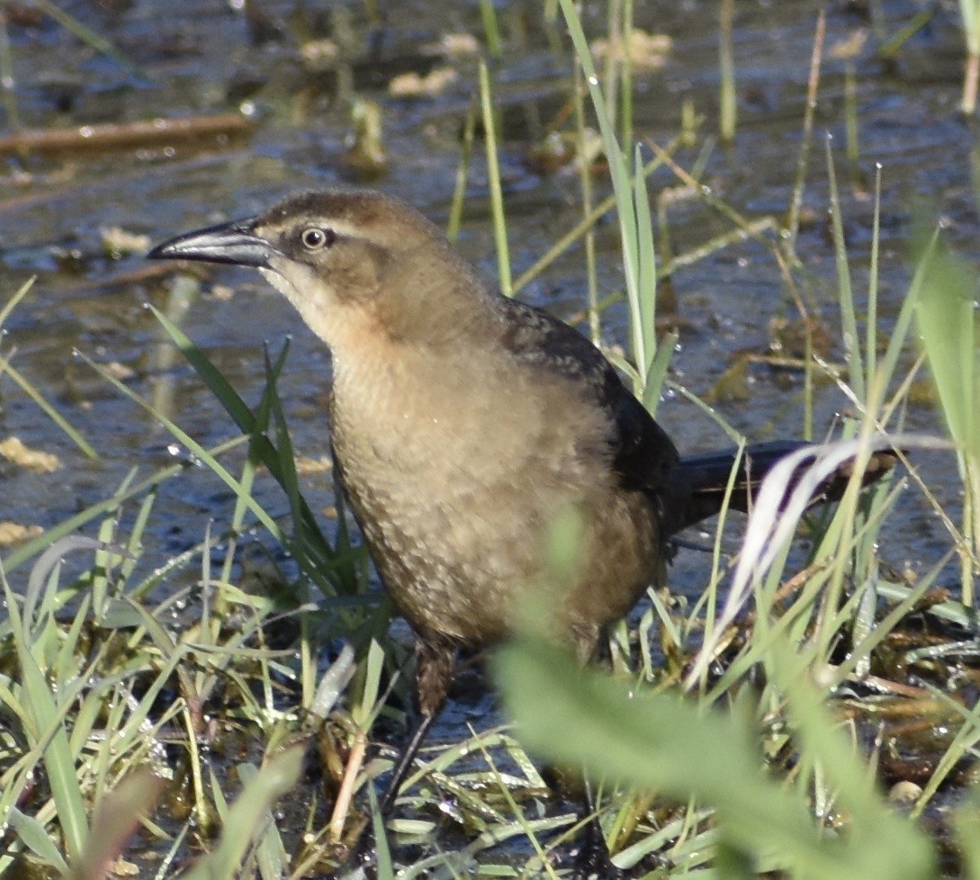 Great-tailed Grackle - ML96653151