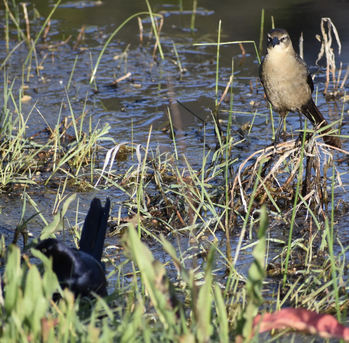 Great-tailed Grackle - ML96653201