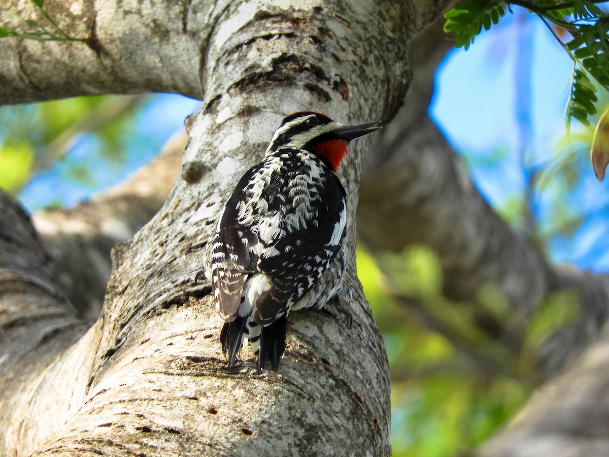 Yellow-bellied Sapsucker - ML96653591