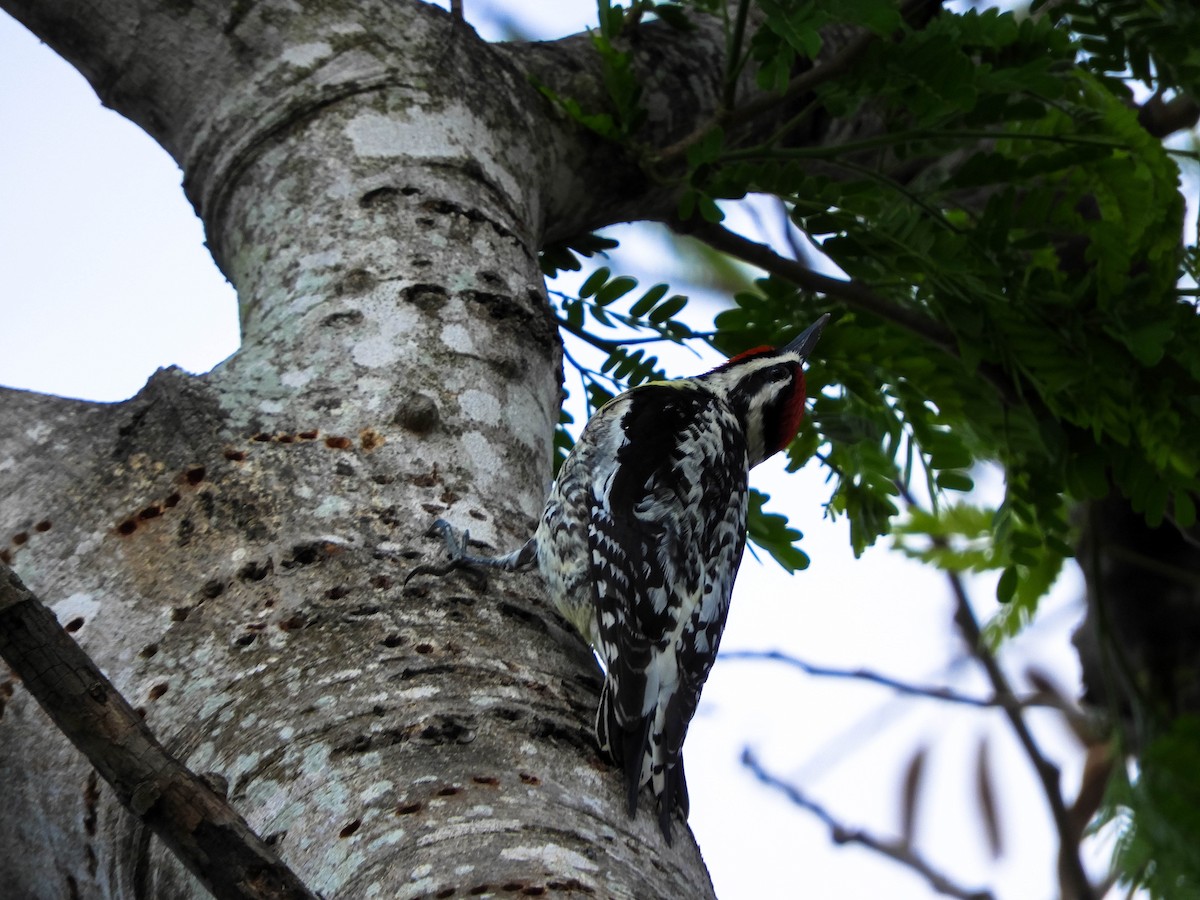 Yellow-bellied Sapsucker - ML96653621