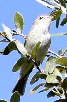 Ötücü Vireo - ML96653751