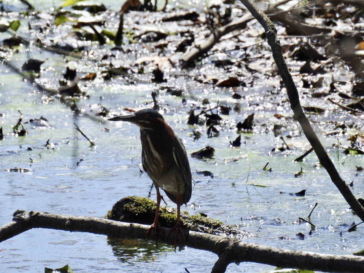 Garcilla Verde - ML96654241