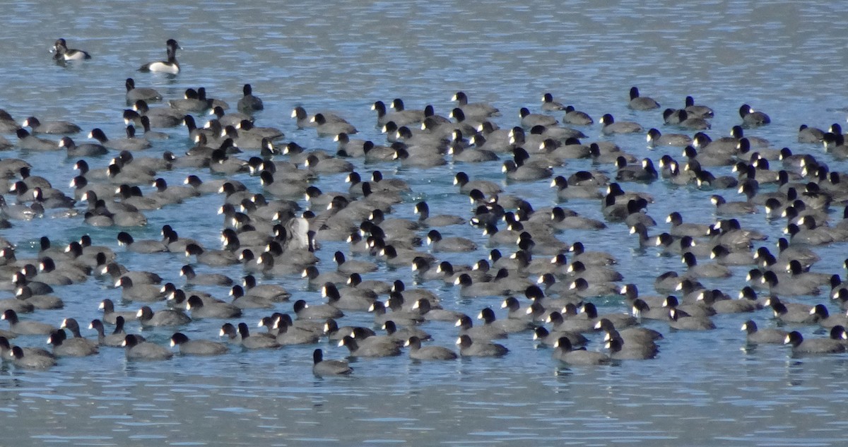 American Coot - ML96654471