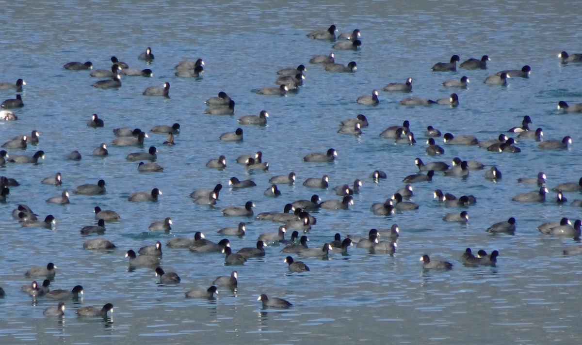 American Coot - ML96654521