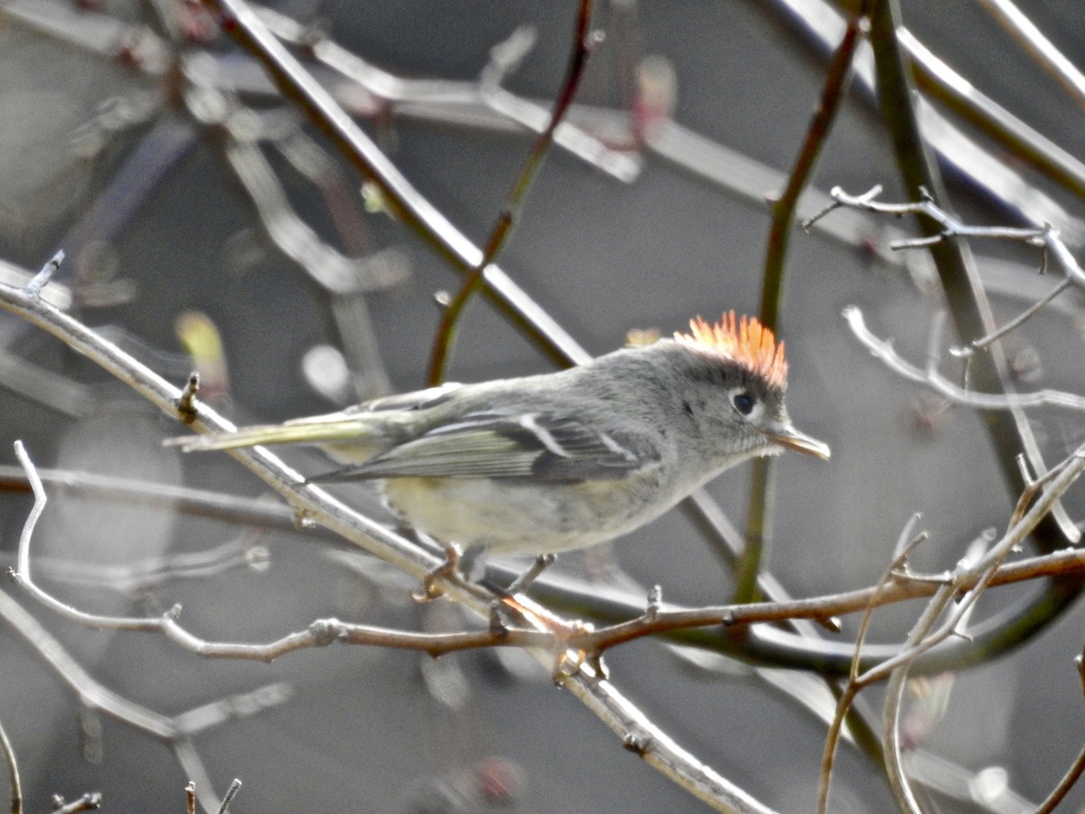 Ruby-crowned Kinglet - ML96655611