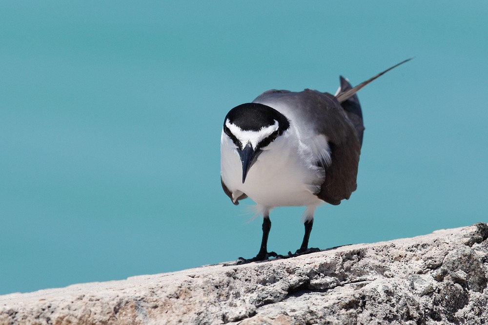 Bridled Tern - Geoff Malosh