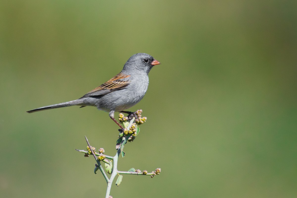 Black-chinned Sparrow - Adam Jackson