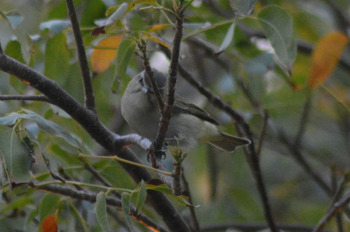 Black-whiskered Vireo - ML96658911