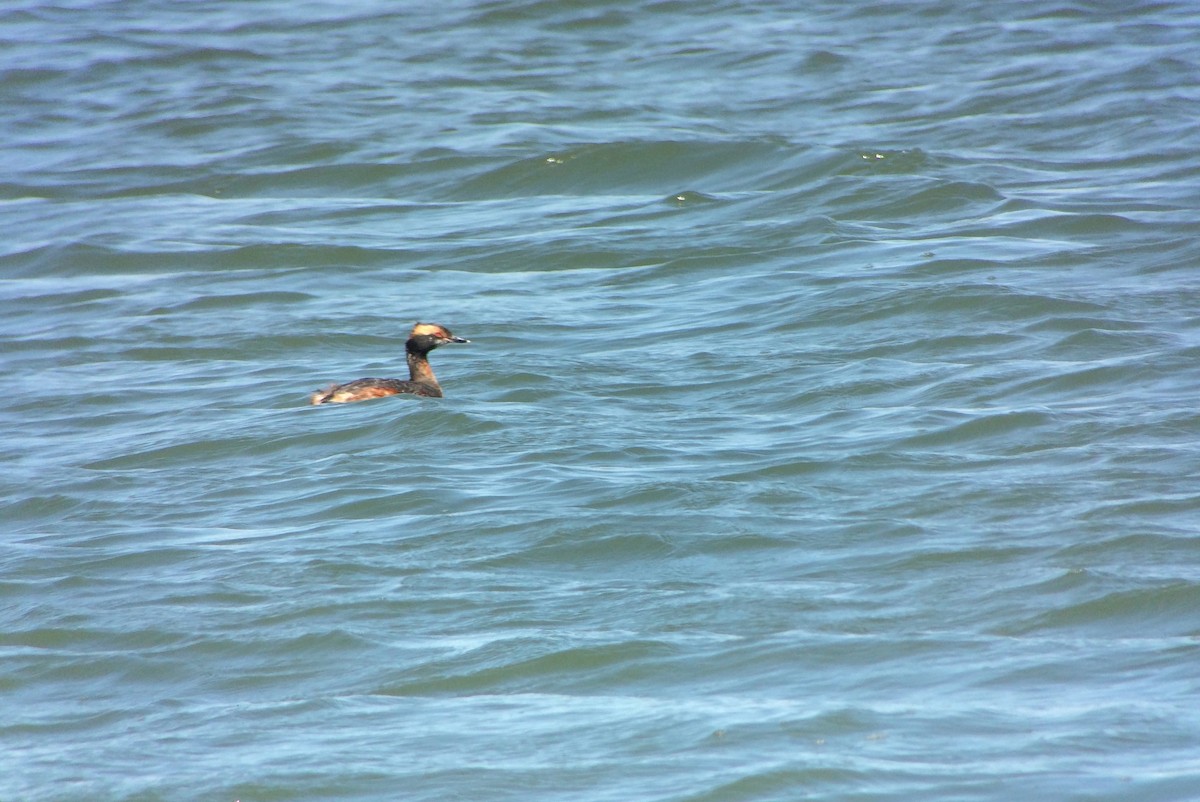 Horned Grebe - ML96659521