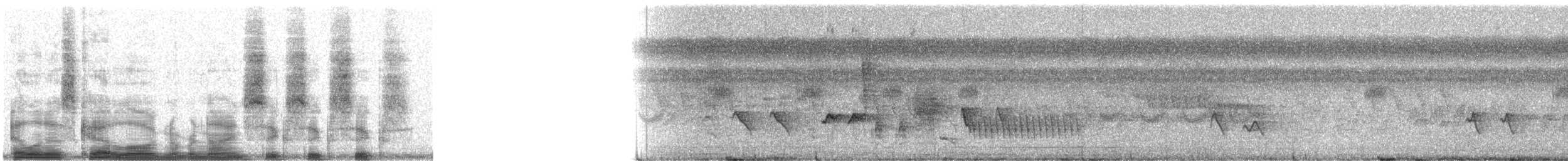 Cozumel Wren - ML9666